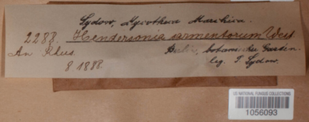 Hendersonia sarmentorum image